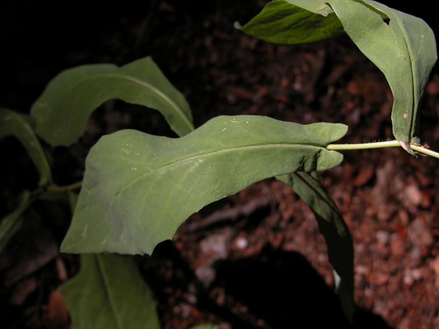 Lettuce, Purple leaf